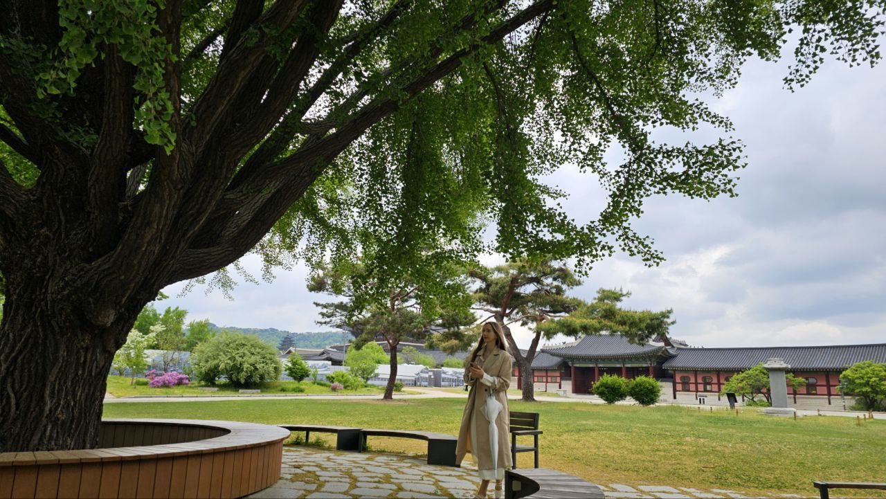 경복궁 담장 앞 은행나무쉼터의 큰 은행나무